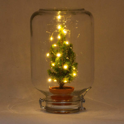 Pflanzfix24 - Easyplant Ficus Christmas