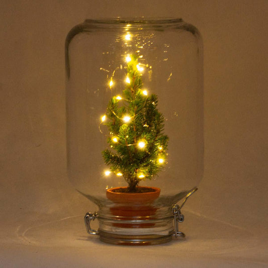 Pflanzfix24 - Easyplant Ficus Christmas