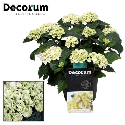 Hydrangea Curly Wurly Wit 9-15 Kop (Decorum) - Pflanzfix24