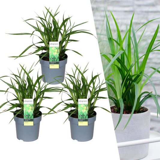 Set von 3 Carex morrowii 'Irish Green' XL - 14 cm Topfgröße - Pflanzfix24