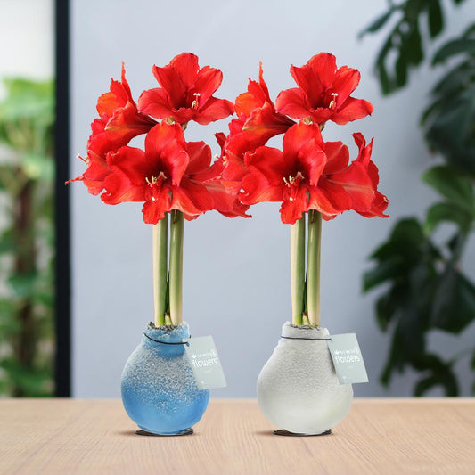No Water Flowers® (wax amaryllis) | Waxz® Frozen Mix (2 pack) + Red flower - Pflanzfix24