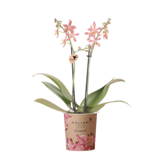 Spider Phalaenopsis Orchidee Orange Ø9cm | Pflanzfix24.de - Pflanzfix24.de