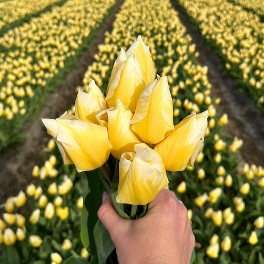 Pflanzfix24 - Tulpe 'Sweetheart' - 15 Blumenzwiebeln - Größe 12+
