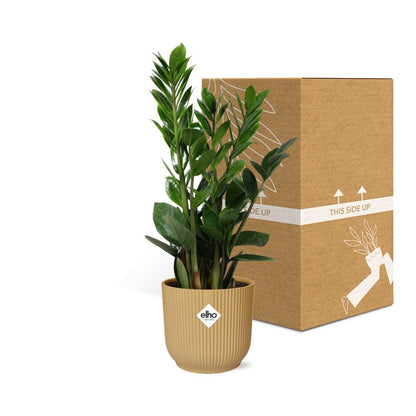 Zamioculcas ZZ-Pflanze 45–50 cm gelber Elho-Topf – Pflanzfix24