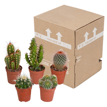 Kakteenmischung 5,5 cm - 5x - zonder pot - Pflanzfix24.de - Pflanzfix24.de