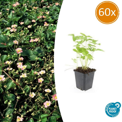 60x Fragaria vesca - Wald-Erdbeere - Pflanzfix24