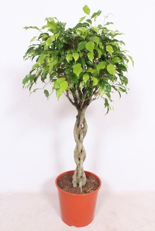 Ficus Exotica - Ø30cm - ↕120cm - Pflanzfix24.de - Pflanzfix24.de