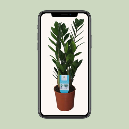 Zamioculcas Zamiifolia Ø14cm – Pflegeleicht & Robust | Pflanzfix24