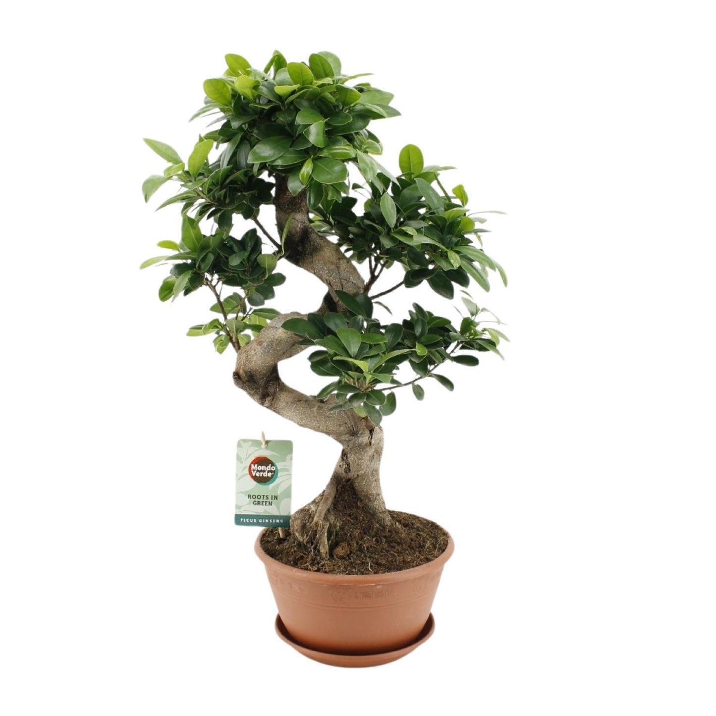 Ficus Ginseng - Ø22cm - ↕60cm - Pflanzfix24