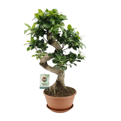 Ficus Ginseng - Ø22cm - ↕60cm - Pflanzfix24
