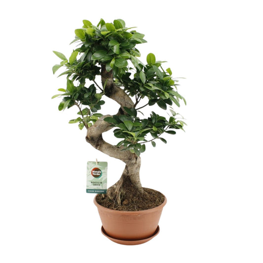 Ficus Ginseng - Ø22cm - ↕60cm - Pflanzfix24