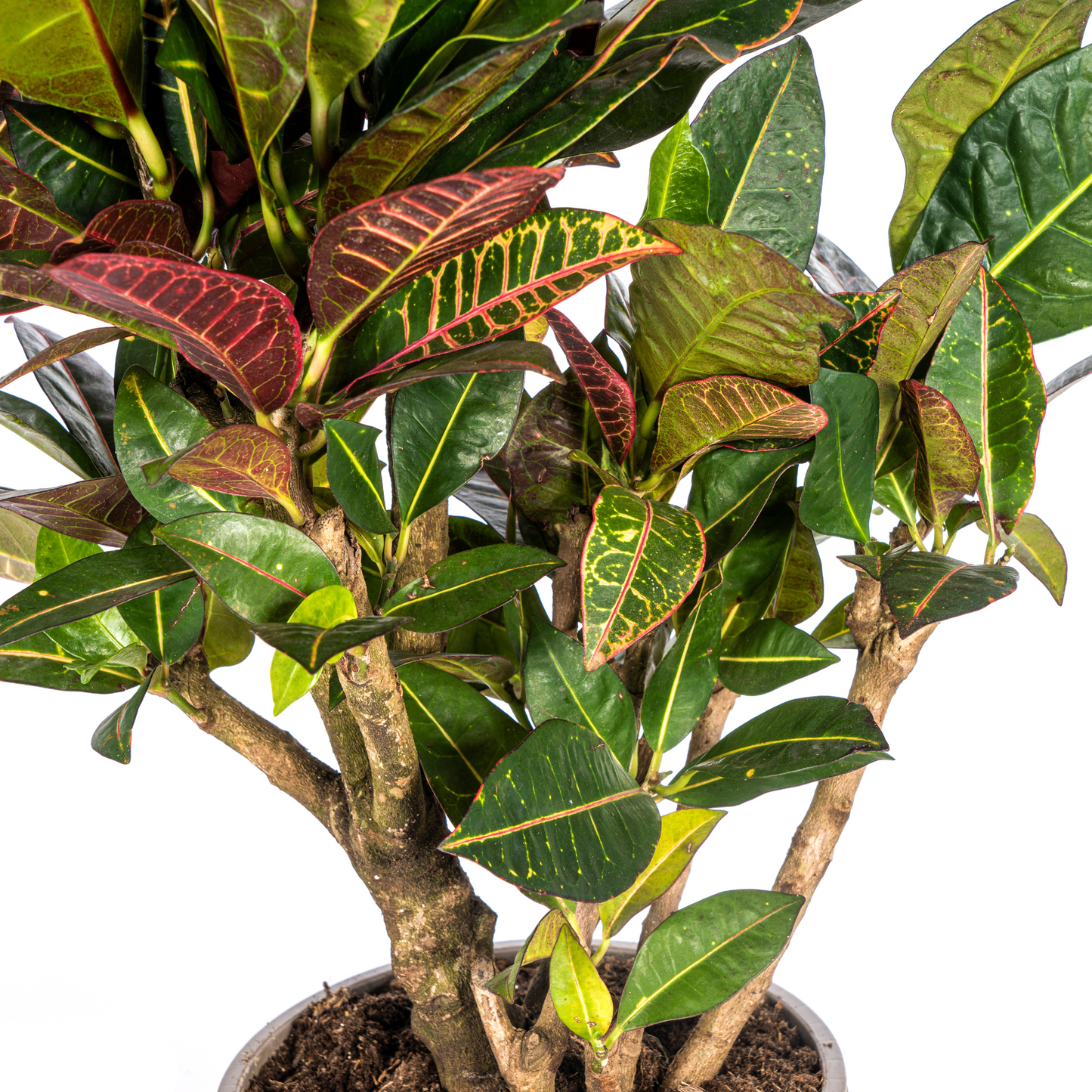 Codiaeum 'Croton' Petra Ø21cm - ↕60 - 80cm - Pflanzfix24