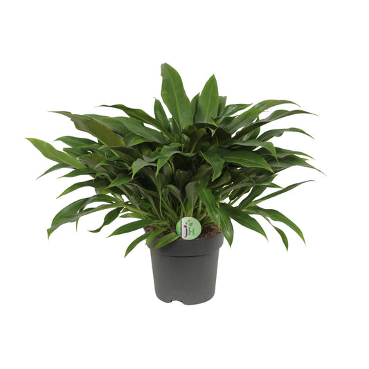 Philodendron Little Phil - Ø17cm - ↕45cm by Pflanzfix24