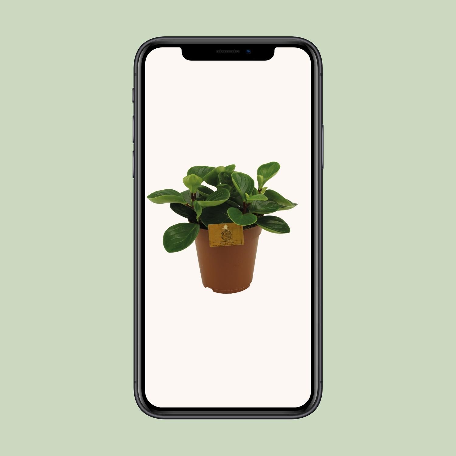 Peperomia Red Canyon Ø15cm – Attraktives Muster | Pflanzfix24.de - Pflanzfix24.de