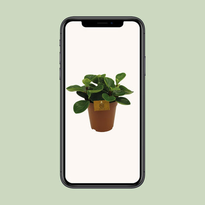 Peperomia Red Canyon Ø15cm – Attraktives Muster | Pflanzfix24.de - Pflanzfix24.de