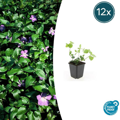 12x Vinca major – Robust & immergrün | Pflanzfix24.de - Pflanzfix24.de