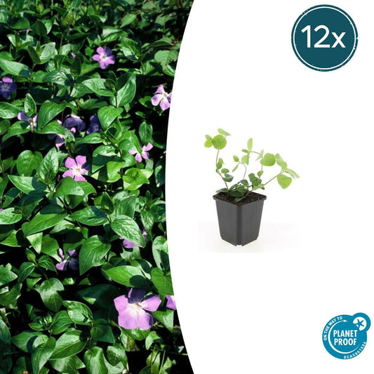 12x Vinca major – Robust & immergrün | Pflanzfix24.de - Pflanzfix24.de