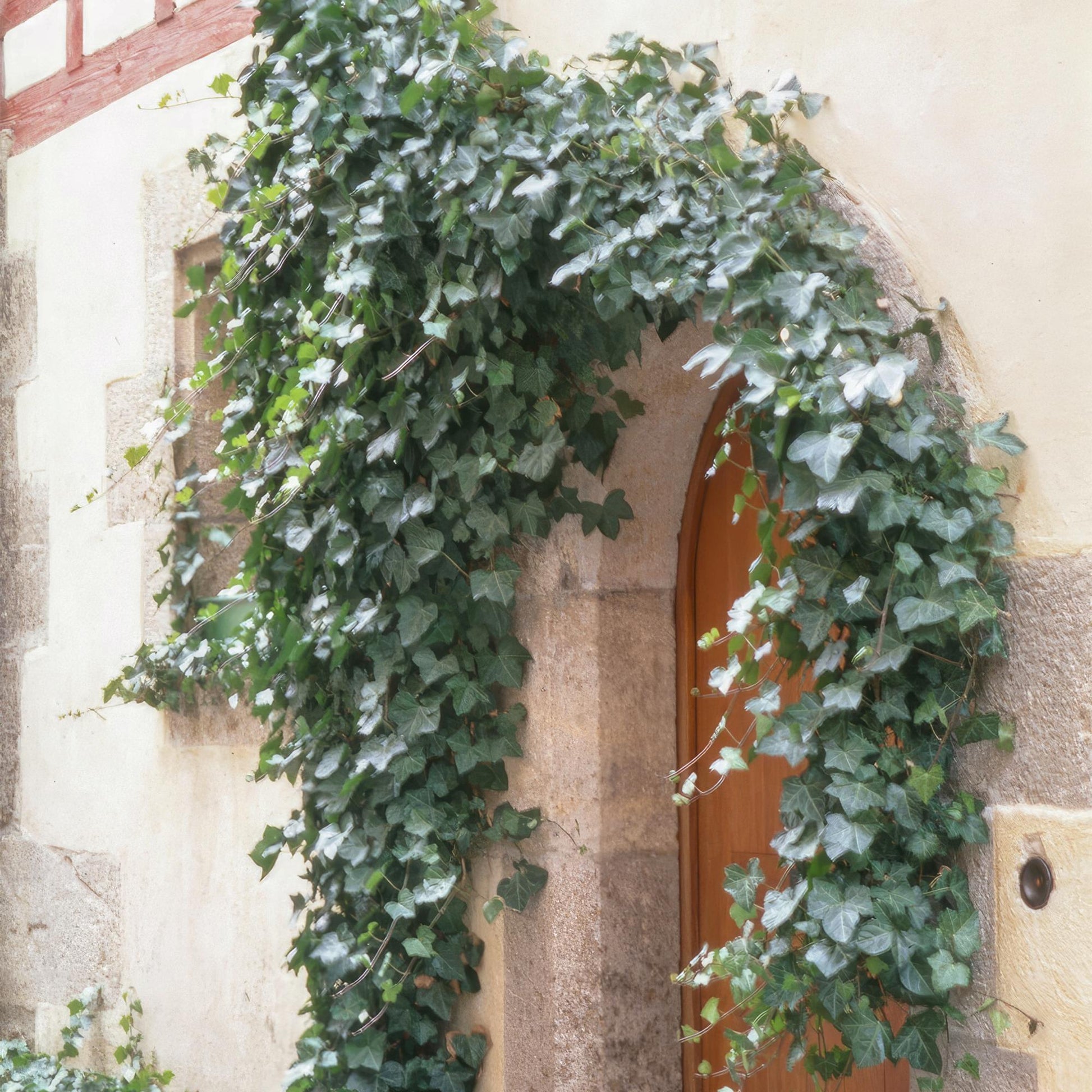 60x Hedera helix 'Glacier' - ↕10-25cm - Ø9cm - Pflanzfix24.de - Pflanzfix24.de