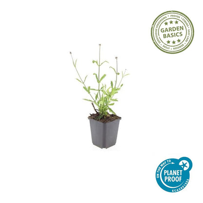 6x Verbena bon. 'Lollipop' - ↕10-25cm - Ø9cm - Pflanzfix24.de - Pflanzfix24.de