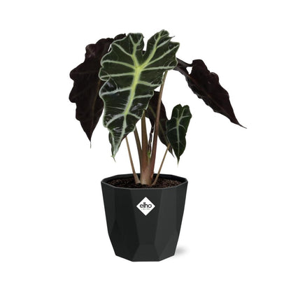 Alocasia 'Polly' in 14cm b.for rock living black - Pflanzfix24