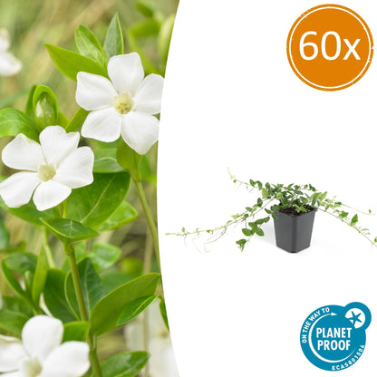 60x Vinca minor 'Alba' - Bodendecker - Pflanzfix24.de - Pflanzfix24.de