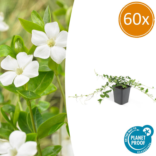 60x Vinca minor 'Alba' - Bodendecker - Pflanzfix24.de - Pflanzfix24.de