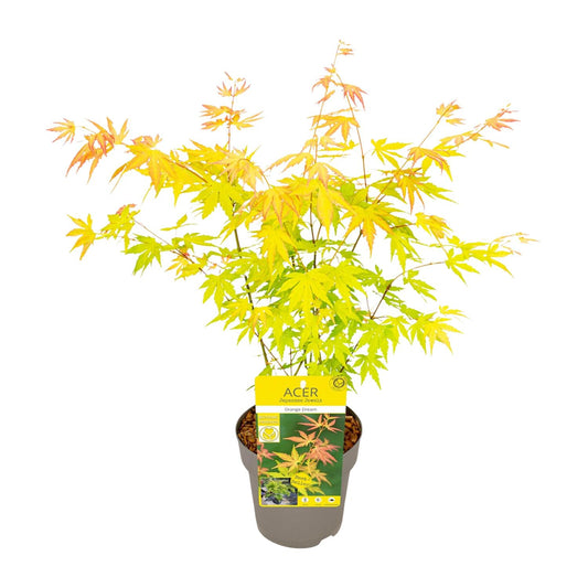 Acer palmatum Orange Dream - Ø15cm - ↕30cm bei Pflanzfix24.de - Pflanzfix24.de