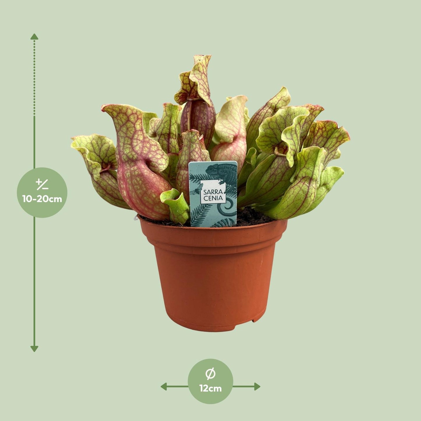Sarracenia Purpurea - Ø12cm - ↕20cm bei Pflanzfix24