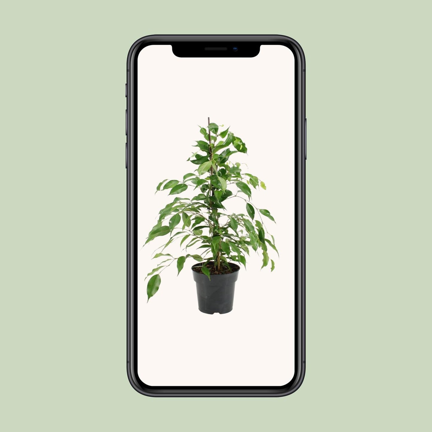 Ficus Benjamina Danita - Ø17cm - ↕70cm - Pflanzfix24