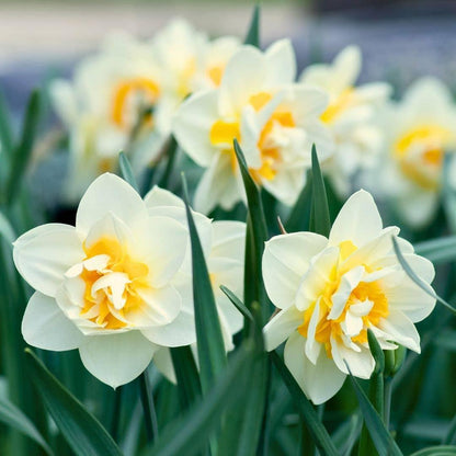 Flowerbulbs Amsterdam - Dutch Flower Mix - Luxusbox mittel, 40 Blumenzwiebeln - Pflanzfix24