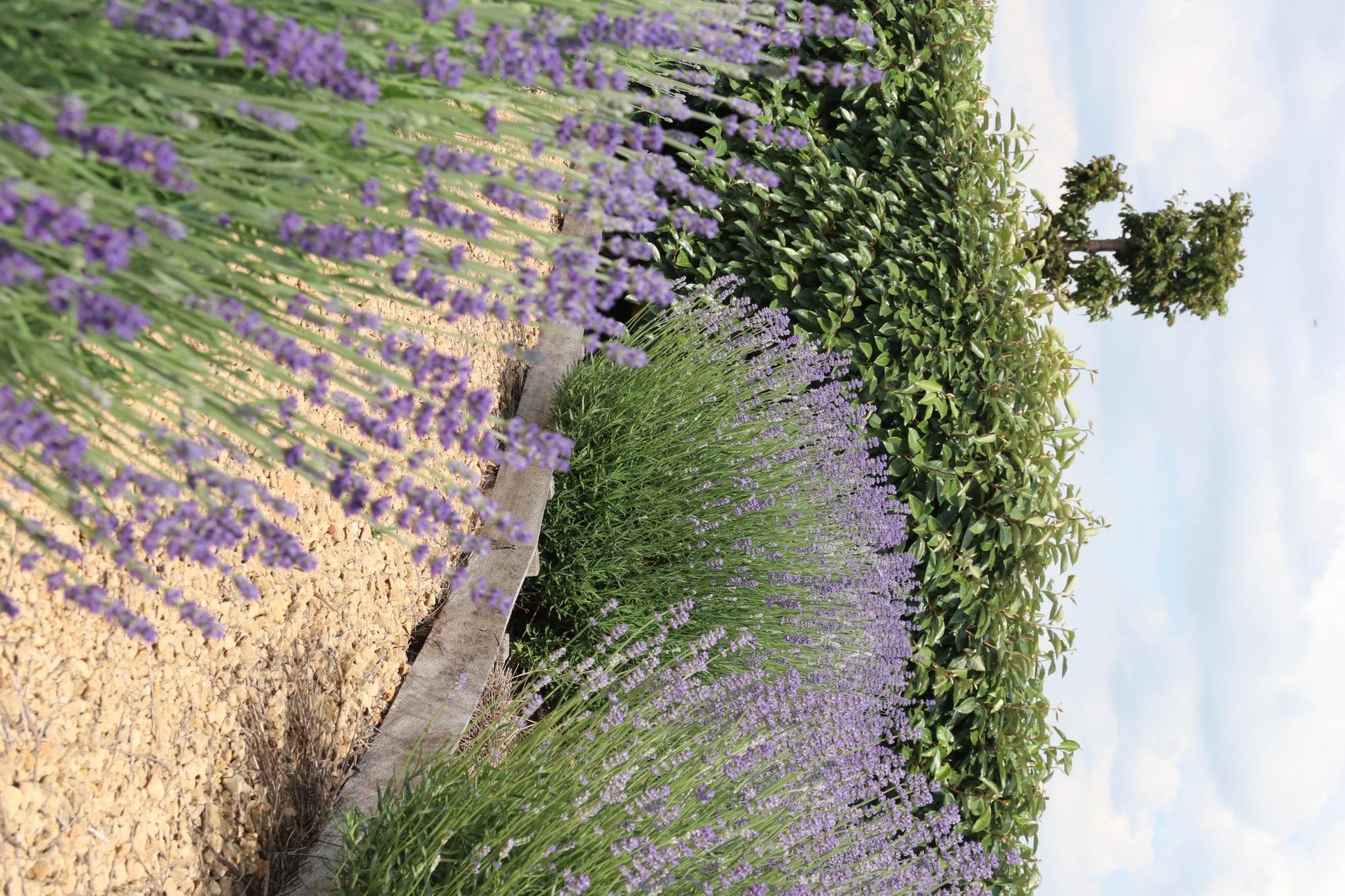 12x Lavendel angustifolia 15cm – Echter Lavendel, duftend | Pflanzfix24.de - Pflanzfix24.de