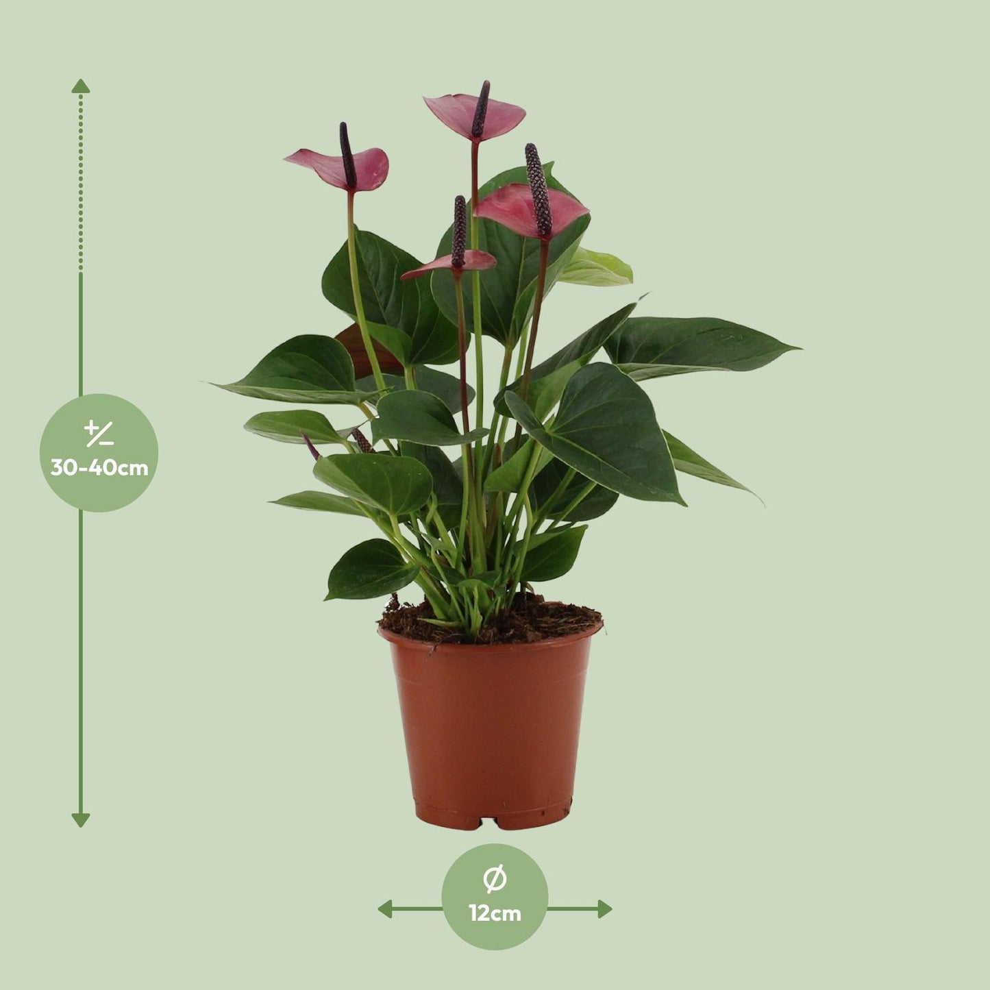 Anthurium Baby Purple In Transparant Sleeve - Ø12cm - ↕36cm - Pflanzfix24