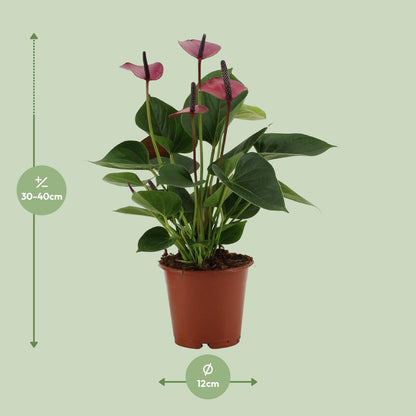 Anthurium Baby Purple In Transparant Sleeve - Ø12cm - ↕36cm - Pflanzfix24