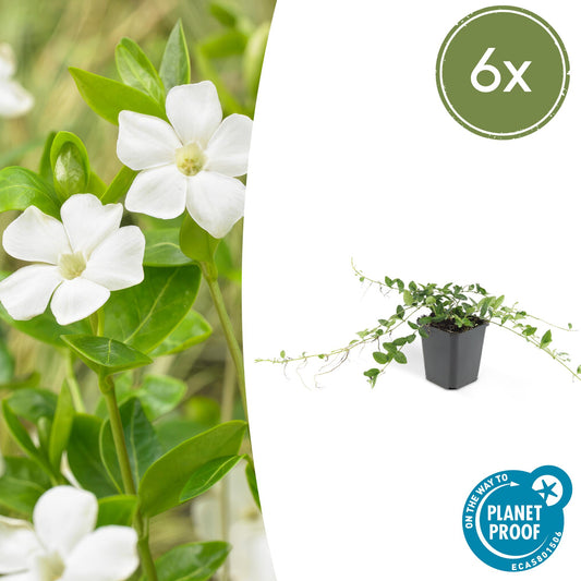 6x Vinca minor 'Alba' - Bodendecker - Pflanzfix24.de - Pflanzfix24.de