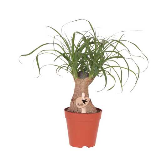 Beaucarnea Elefantenfuß | Grüne Zimmerpflanze ⌀9cm | Pflanzfix24