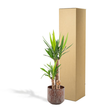 Yucca mit Topf - ↨100cm - Ø21cm bei Pflanzfix24