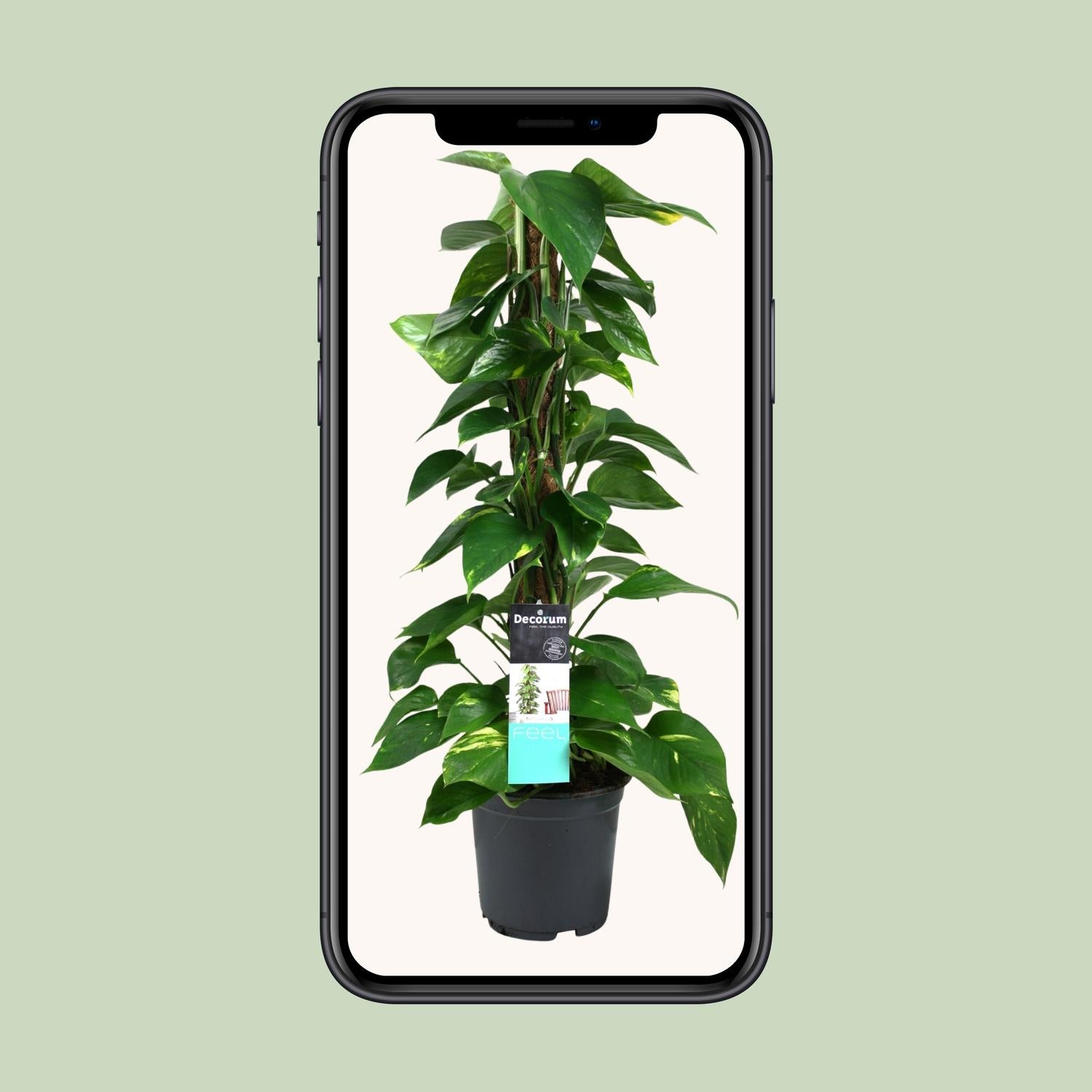 Scindapsus Epipremnum 19cm – Mittelgroße Zimmerpflanze | Pflanzfix24.de - Pflanzfix24.de