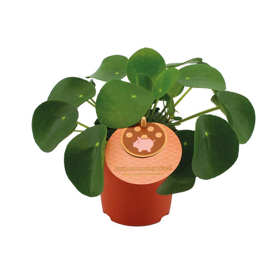 Pilea Peperomioides Ø11cm – Aluminium-Pflanze bei Pflanzfix24.de - Pflanzfix24.de