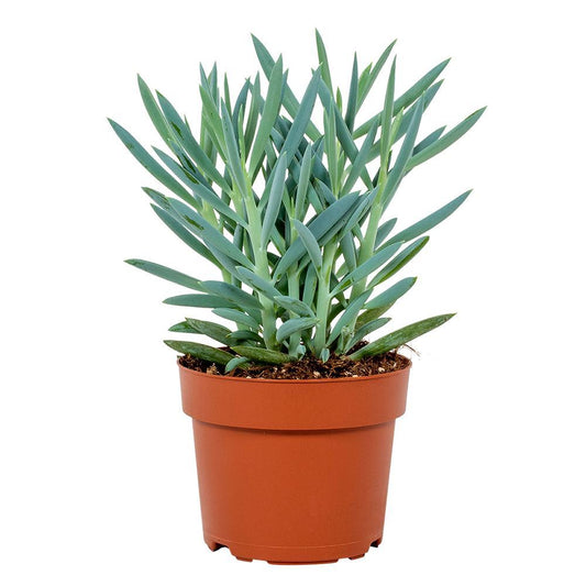 Curio Ficoides Mount Everest 12cm - Pflanzfix24