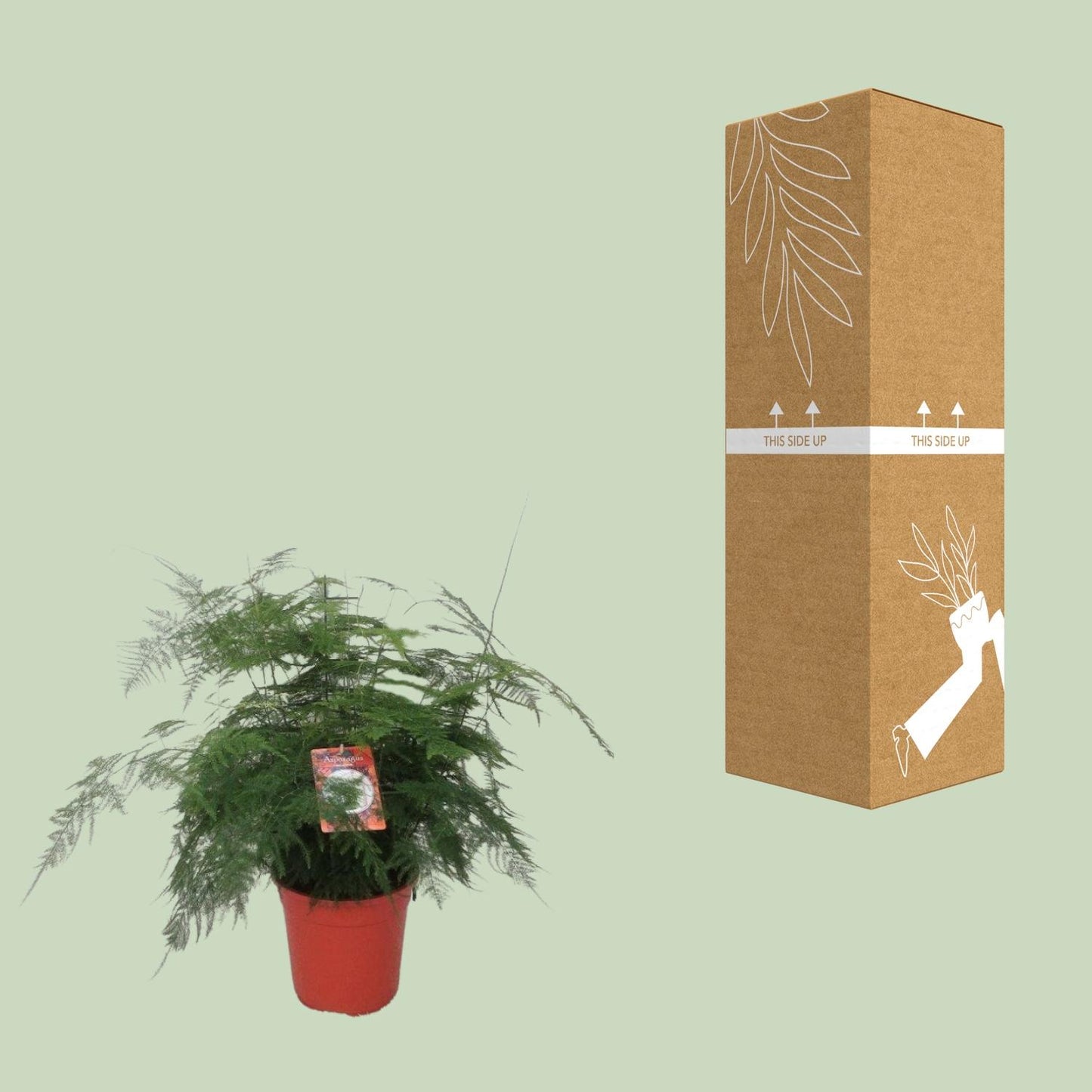 Asparagus Setaceus Bush - Ø21cm - ↕60cm - Pflanzfix24