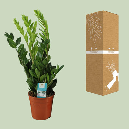 Zamioculcas Zamiifolia Ø17cm – Pflegeleicht & Elegant | Pflanzfix24.de - Pflanzfix24.de
