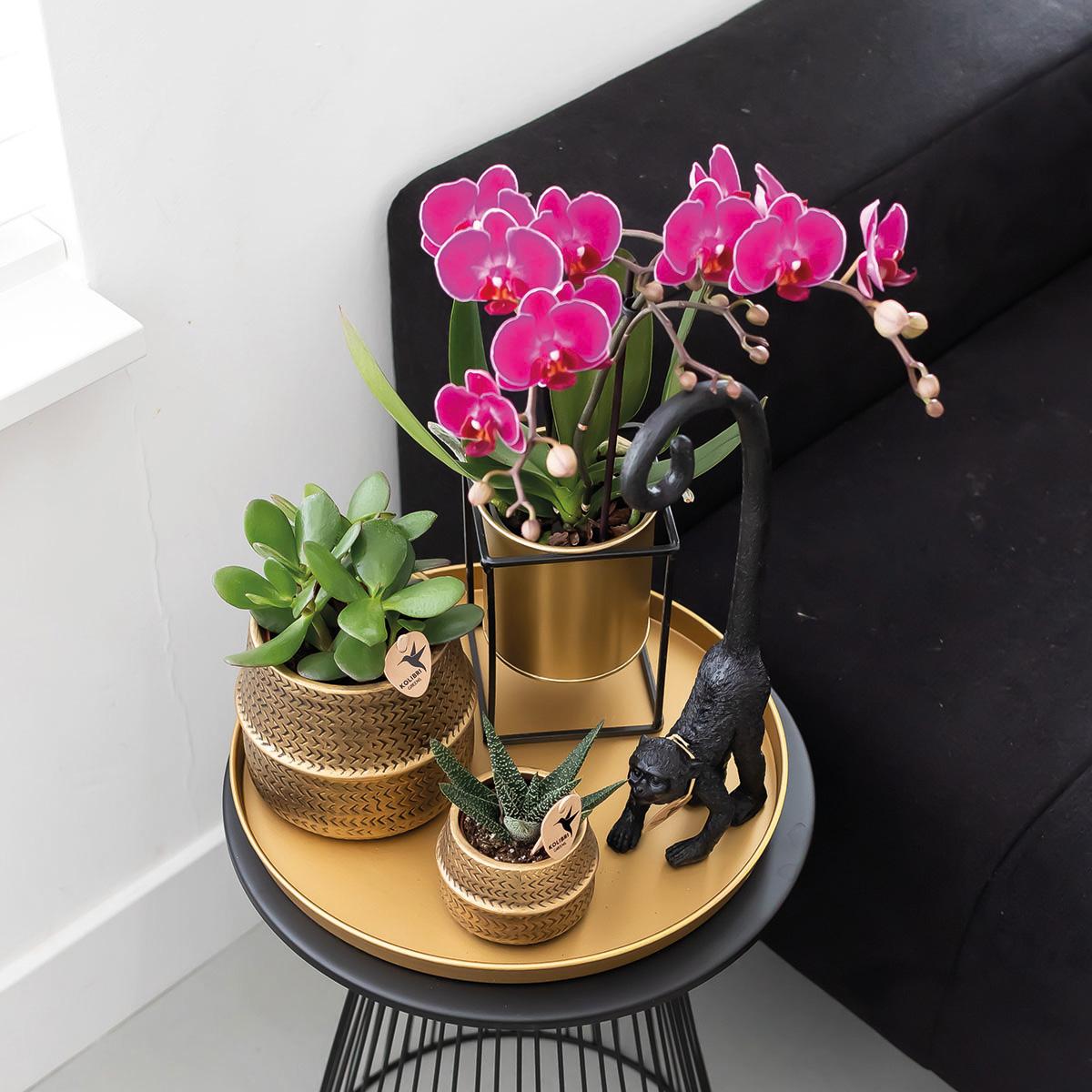 2er Set Phalaenopsis Morelia Lila Ø9cm – Pflanzfix24.de - Pflanzfix24.de