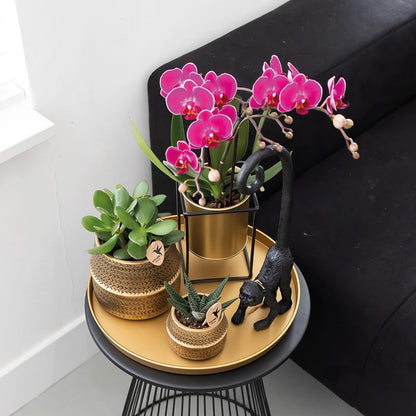2er Set Phalaenopsis Morelia Lila Ø9cm – Pflanzfix24.de - Pflanzfix24.de