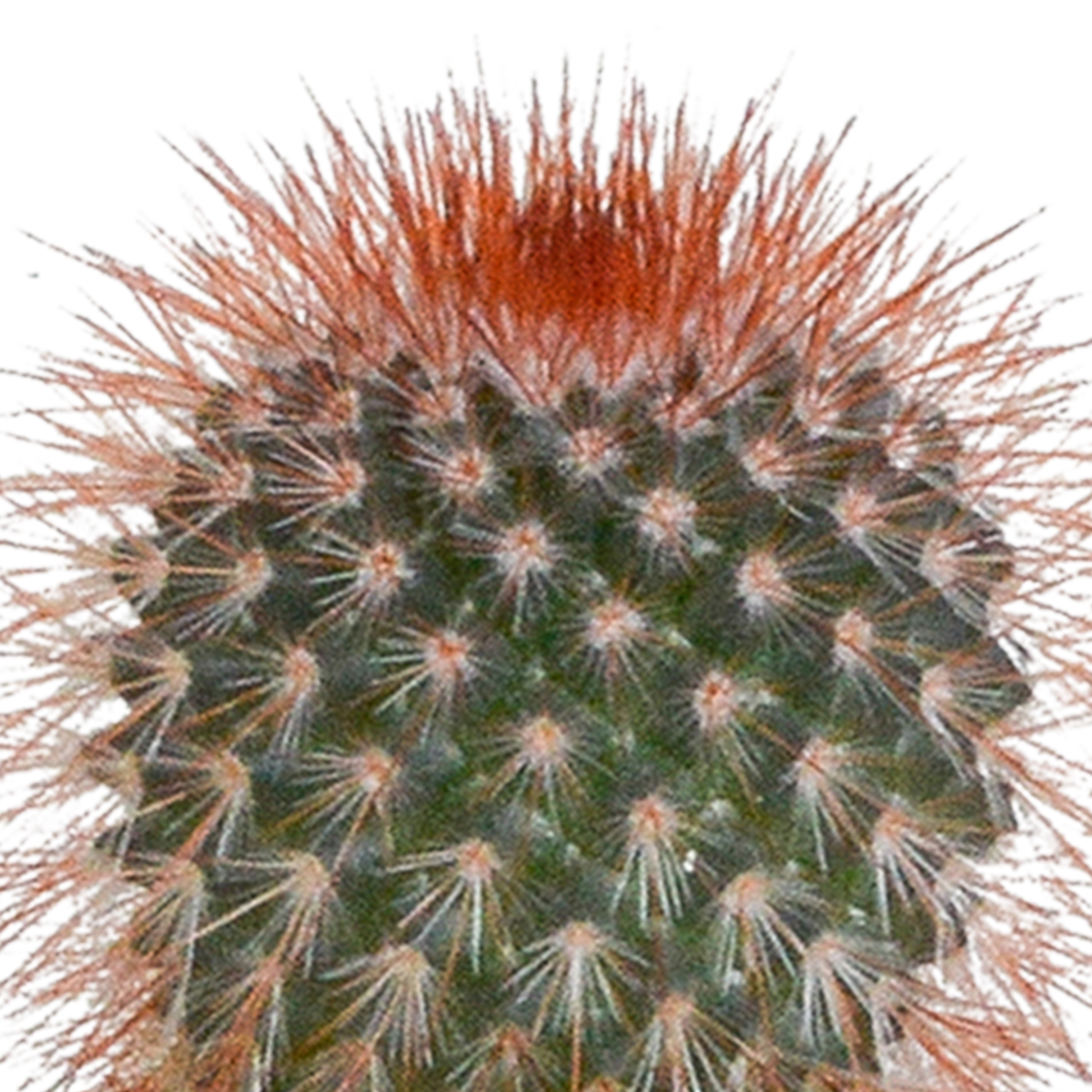 Cactus en vetplanten Mischung 5,5 cm | 15 stück - in witte pot - Pflanzfix24.de - Pflanzfix24.de
