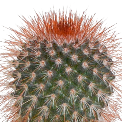 Cactus en vetplanten Mischung 5,5 cm | 15 stück - in witte pot - Pflanzfix24.de - Pflanzfix24.de