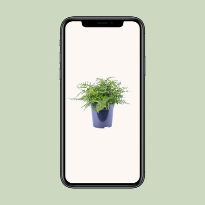 Asplenium Parvati - Ø21cm - ↕40cm bei Pflanzfix24.de - Pflanzfix24.de