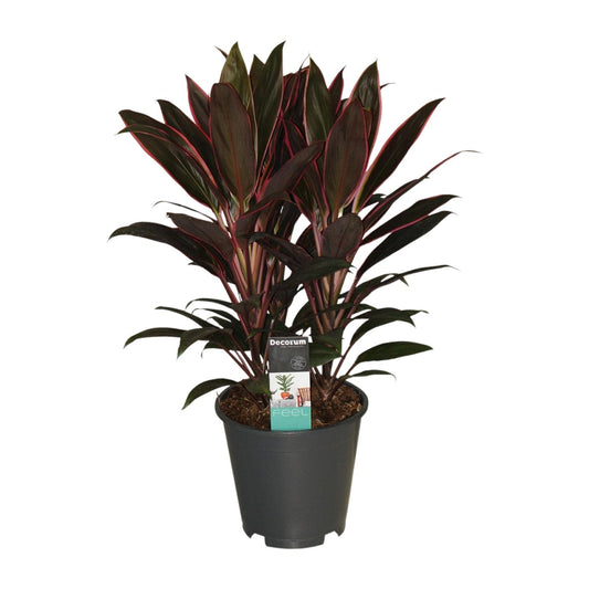 Cordyline Rumba - Ø19cm - ↕55cm bei Pflanzfix24