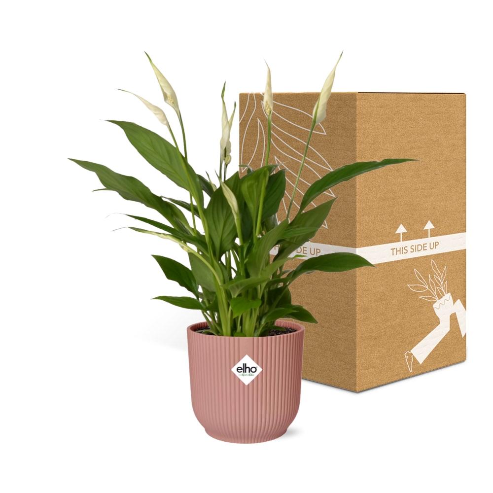 Friedenslilie Spathiphyllum Torelli 12 cm im ELHO Vibes Fold Topf | Pflanzfix24