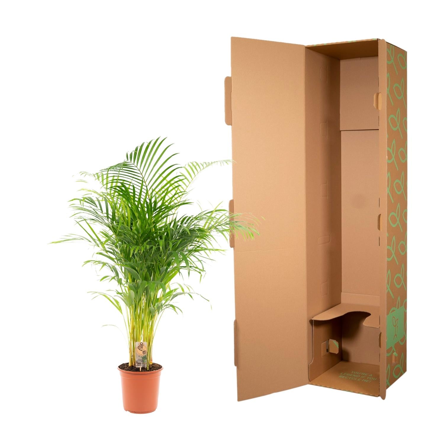 Areca-Palme - Ø21cm - ↕130cm - Pflanzfix24.de - Pflanzfix24.de