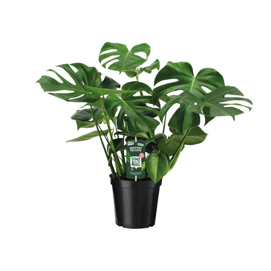Monstera Deliciosa Ø21cm – 65 cm Zimmerpflanze | Pflanzfix24.de - Pflanzfix24.de
